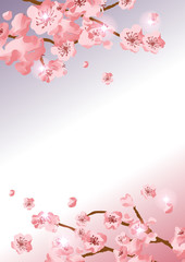Cherry blossom background material