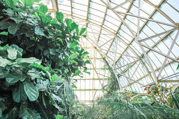 Natural Background, Botanic Gardens, Fresh Green Plants, Tropical Plant Foliage