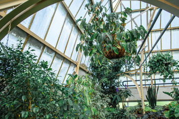 Natural Background, Botanic Gardens, Fresh Green Plants, Tropical Plant Foliage