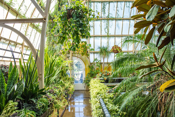 Natural Background, Botanic Gardens, Fresh Green Plants, Tropical Plant Foliage