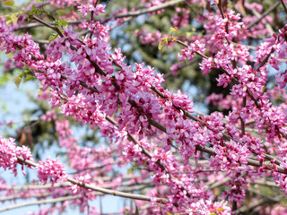 Blooming pink flowers of a Judas tree. A plant of a family of legume tsercis blossoms.