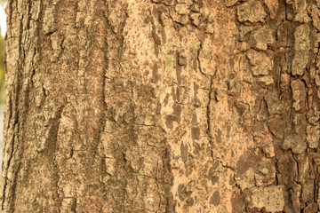 Fototapeta premium Dry Tree Bark Texture Close up Background Image