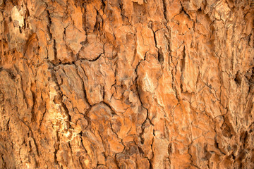 Tree Bark Texture/Pattern Orange Color Background