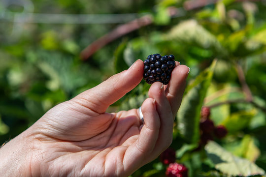 Selective Focus And Close Up Shot Of Hand Holding One Fresh Ripe Blackberry Fruit Against Sunlights On Green Leaves Blurred Background