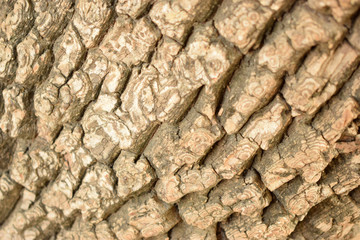 Dry Tree Bark Texture Close up Background Image