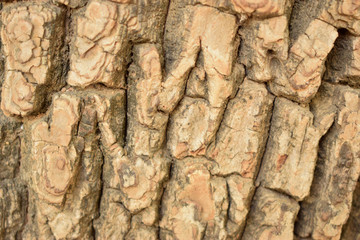 Dry Tree Bark Texture Close up Background Image