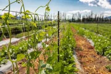 selective focus on sugar or climbing pea leaves, tendrils growing up on agricultural netting...