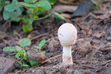 Close up shot of mushroom. A white mushroom rises out of the ground on a long stalk.