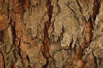 Dry Tree Bark Texture Close up Background Image