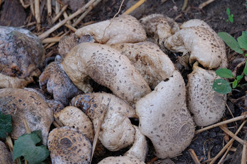 Close up shot of mushroom. A white mushroom rises out of the ground on a long stalk.