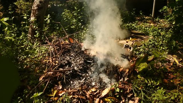 video of ray of light through the trees due to smoke &nbsp;&nbsp;