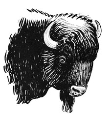 Ink black and white drawing of a bison head © berdsigns