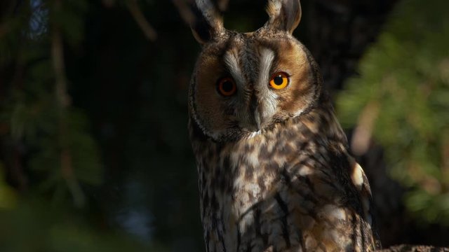 Long-eared owl in evening light