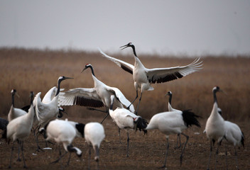 Red Crowned Crane in Sheyang County, Yancheng City, Jiangsu Province, China