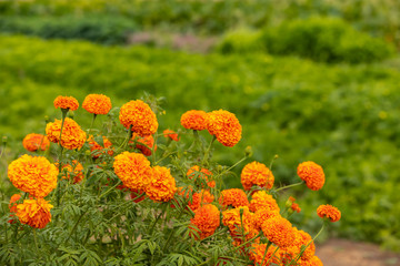Orange Mexican marigolds, Tagetes flowers selective focus view with green plants blurred background, with copy space on above