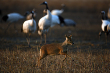 Red Crowned Crane in Sheyang County, Yancheng City, Jiangsu Province, China