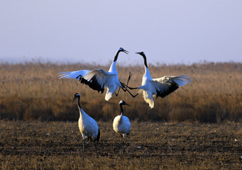 Red Crowned Crane in Sheyang County, Yancheng City, Jiangsu Province, China