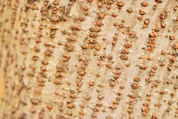 Tree Bark Texture/Pattern  Background Image