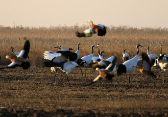 Red Crowned Crane in Sheyang County, Yancheng City, Jiangsu Province, China