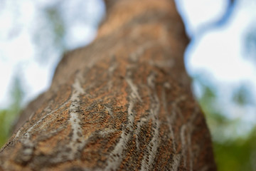 Tree Bark Texture/Pattern  Background Image