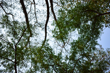 autumn forest trees. nature green wood backgrounds.