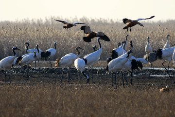 Red Crowned Crane in Sheyang County, Yancheng City, Jiangsu Province, China