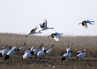 Red Crowned Crane in Sheyang County, Yancheng City, Jiangsu Province, China