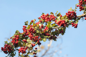 Rich harvest of healthy hawthorn. Red, ripe fruits of wild hawthorn.