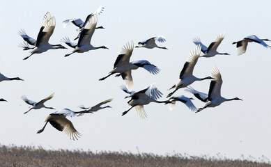 Red Crowned Crane in Sheyang County, Yancheng City, Jiangsu Province, China