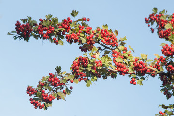 Rich harvest of healthy hawthorn. Red, ripe fruits of wild hawthorn.
