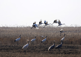 Red Crowned Crane in Sheyang County, Yancheng City, Jiangsu Province, China