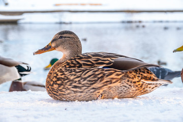 Female duck sits on the white snow
