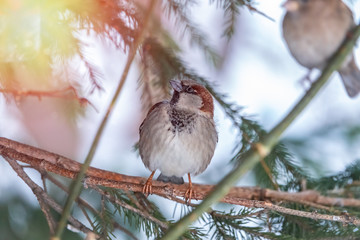 Sparrow sits on a fir branch in the sunset light.