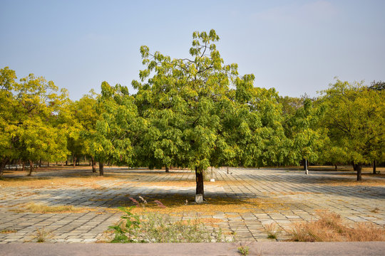 Neem Tree/neem plant Background Image