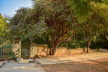 Big Ancient Banyan Tree Background Image