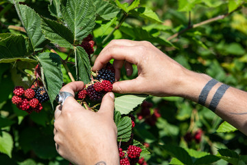 Selective focus and close up shot of hands picking ripe blackberries fruits from the bush during...