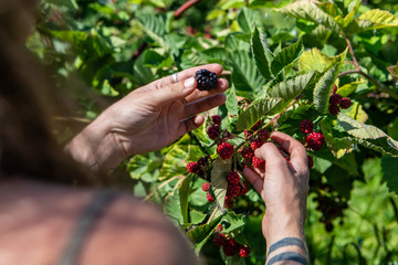 Selective focus and close up shot of woman hands with tattoos as she picking a ripe blackberry...
