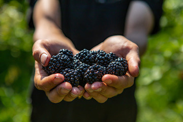 a handful of ripe and fresh blackberry fruits. farm worker or picker man hands full of blackberries fruits in close up and selective focus view. - obrazy, fototapety, plakaty