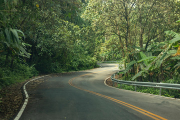 Curvy road in the evergreen forest.
