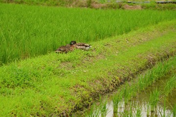 鴨農法の鴨が田んぼで休息している様子です。