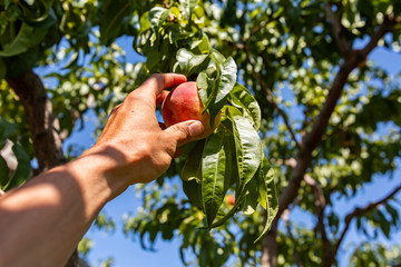 low angle, selective focus and close up on man hand picking ripe peach fruit from the tree branch...