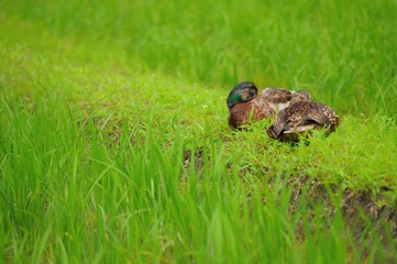 鴨農法の鴨が田んぼで休息している様子です。
