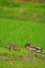 鴨農法の鴨が田んぼで休息している様子です。