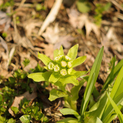 spring flower green in ground