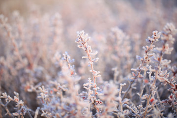 Frost on plants in winter
