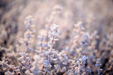 Frost on plants in winter