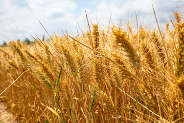 The wheat fields are under the blue sky and white clouds