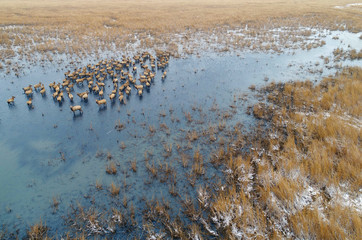 Dafeng elk National Nature Reserve, Yancheng City, Jiangsu Province, China