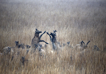 Dafeng elk National Nature Reserve, Yancheng City, Jiangsu Province, China