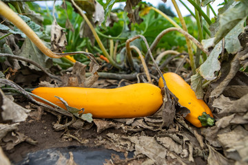 two fresh organic heirloom yellow crookneck squash plant fruits between dry leaves close up selective focus, growing vegetables open field